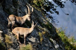 Le Grand Conseil valaisan souhaite rouvrir la chasse aux bouquetins aux chasseurs étrangers. (Archives).